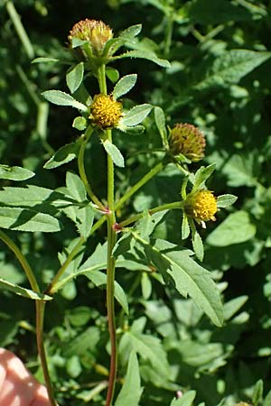 Bidens tripartita \ Dreiteiliger Zweizahn / Trifid Beggarticks, D R&ouml;merberg 15.9.2026