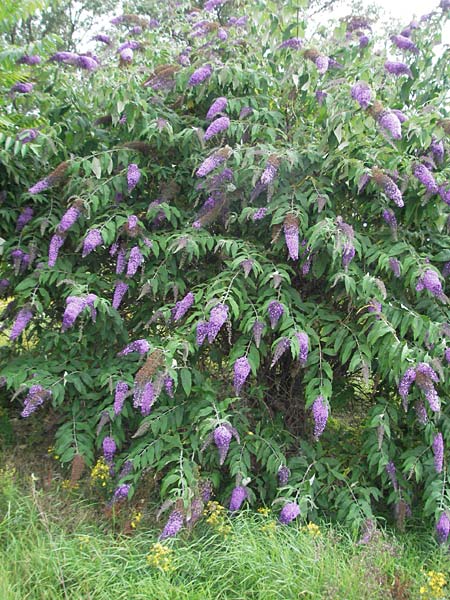 Buddleja davidii \ Chinesischer Fliederspeer, Schmetterlingsflieder / Butterfly Bush, D Mannheim 28.6.2007