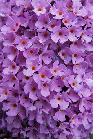 Buddleja davidii \ Chinesischer Fliederspeer, Schmetterlingsflieder / Butterfly Bush, D Mannheim 28.6.2007