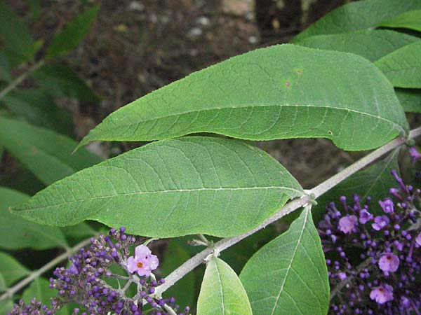 Buddleja davidii \ Chinesischer Fliederspeer, Schmetterlingsflieder / Butterfly Bush, D Mannheim 28.6.2007