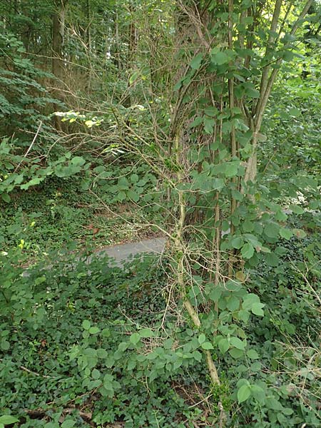 Buxus sempervirens \ Gewhnlicher Buchsbaum / Boxtree, D Grenzach-Wyhlen 6.6.2018