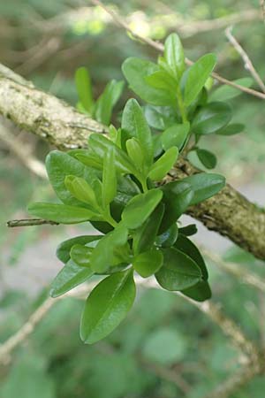 Buxus sempervirens \ Gewhnlicher Buchsbaum / Boxtree, D Grenzach-Wyhlen 6.6.2018