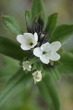 Buglossoides arvensis subsp. arvensis \ Acker-Steinsame, Acker-Rindszunge / Field Gromwell, D Mannheim 4.4.2026