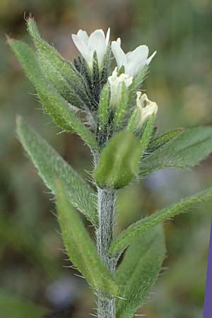 Buglossoides arvensis subsp. arvensis \ Acker-Steinsame, Acker-Rindszunge / Field Gromwell, D Mannheim 4.4.2026