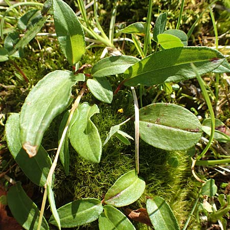 Bistorta vivipara \ Knllchen-Knterich / Alpine Bistort, D Pfronten 28.6.2016