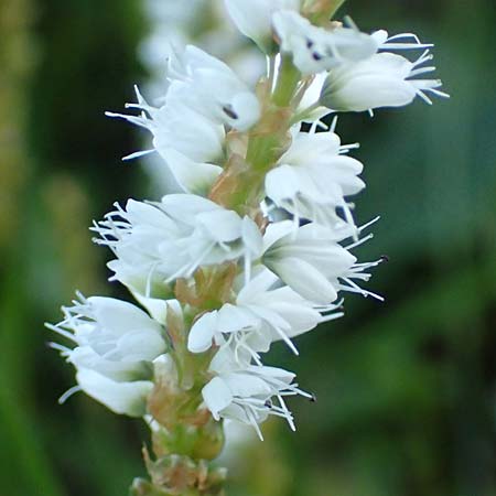 Bistorta vivipara \ Knllchen-Knterich / Alpine Bistort, D Pfronten 28.6.2016