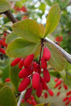 Berberis vulgaris \ Berberitze, Sauerdorn / Barberry, D Herxheim am Berg 1.9.2021