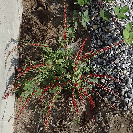 Blitum virgatum \ Echter Erdbeer-Spinat / Leafy Goosefoot, D Ludwigshafen 18.7.2026