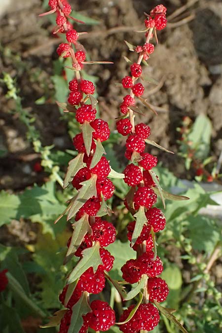 Blitum virgatum \ Echter Erdbeer-Spinat / Leafy Goosefoot, D Ludwigshafen 18.7.2026
