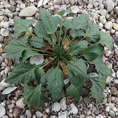 Blitum virgatum \ Echter Erdbeer-Spinat / Leafy Goosefoot, D Mannheim 13.9.2026