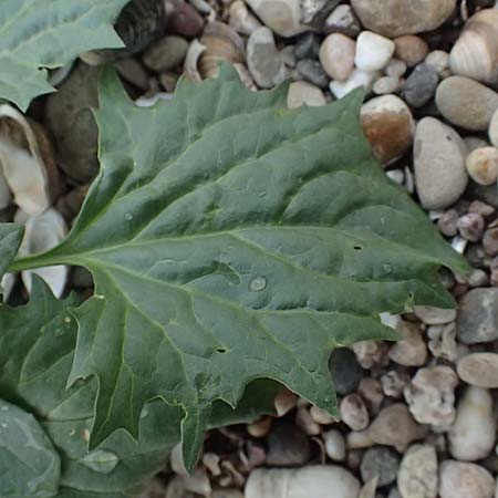 Blitum virgatum \ Echter Erdbeer-Spinat / Leafy Goosefoot, D Mannheim 13.9.2026