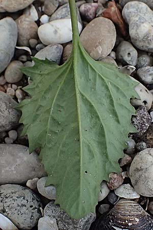 Blitum virgatum \ Echter Erdbeer-Spinat / Leafy Goosefoot, D Mannheim 13.9.2026