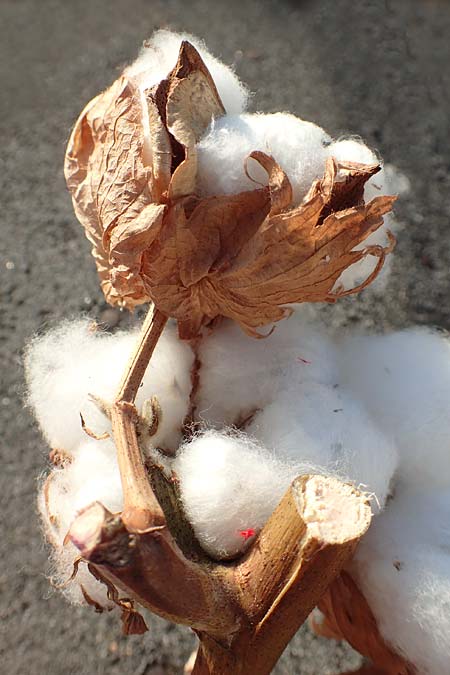 Gossypium hirsutum ? \ Baumwolle / Cotton, D  21.1.2017