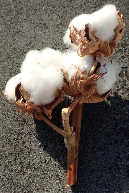 Gossypium hirsutum ? \ Baumwolle / Cotton, D  21.1.2017