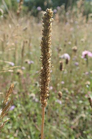 Plantago major, Breit-Wegerich, Großer Wegerich Plantago major, Breit-Wegerich, Großer Wegerich