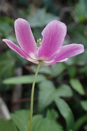 Anemone nemorosa \ Busch-Windrschen / Wood Anemone, D Mannheim 9.4.2021