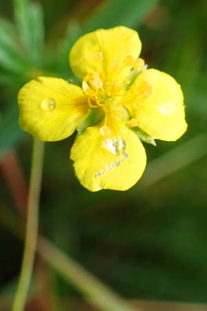 Potentilla erecta \ Blutwurz / Tormentil, D Neumünster, Dosenmoor 16.9.2021