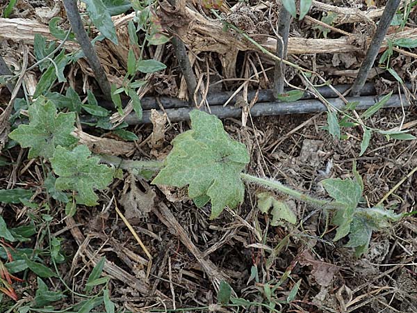 Bryonia dioica \ Rotfrchtige Zaunrbe / Red-Berried Bryony, D Weinheim an der Bergstraße 10.11.2018
