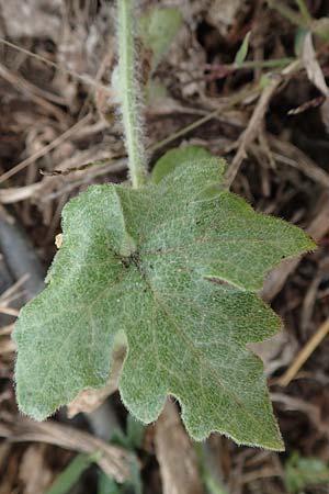 Bryonia dioica \ Rotfrchtige Zaunrbe / Red-Berried Bryony, D Weinheim an der Bergstraße 10.11.2018