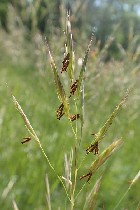 Bromus erectus, Aufrechte Trespe, Berg-Trespe Bromus erectus, Aufrechte Trespe, Berg-Trespe