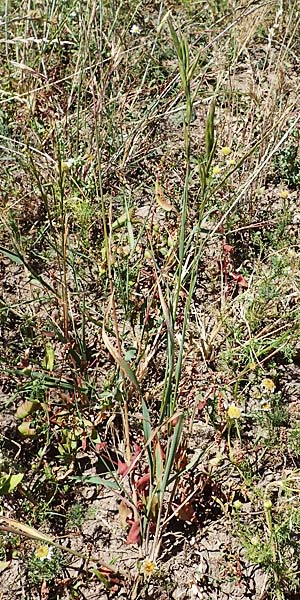 Bromus carinatus \ Gekielte Trespe, Platthren-Trespe / Mountain Brome, California Brome, D Odenwald, Erbach 17.7.2022