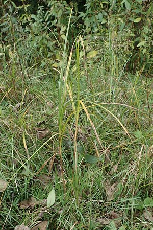 Bolboschoenus yagara \ Verkannte Strandsimse / River Bulrush, D Germersheim 15.10.2021