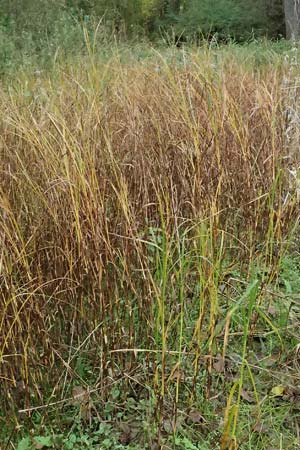 Bolboschoenus yagara \ Verkannte Strandsimse / River Bulrush, D Germersheim 16.10.2024