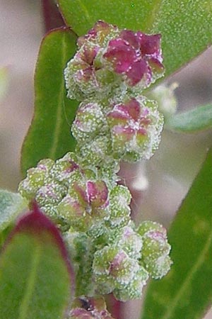 Chenopodium strictum \ Streifen-Gnsefu / Striped Goosefoot, Lateflowering Goosefoot, D Heidelberg 30.7.2012