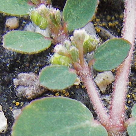 Chamaesyce prostrata \ Hingestreckte Wolfsmilch / Trailing Red Spurge, Prostrate Spurge, D Mannheim 4.9.2013