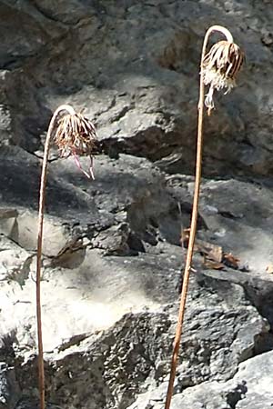 Carduus defloratus \ Alpen-Distel / Alpine Thistle, D Schwenningen (Schwäb. Alb) 26.7.2015