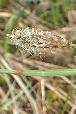 Eriophorum angustifolium \ Schmalblttriges Wollgras / Common Cotton Grass, D Leutkirch 7.5.2016