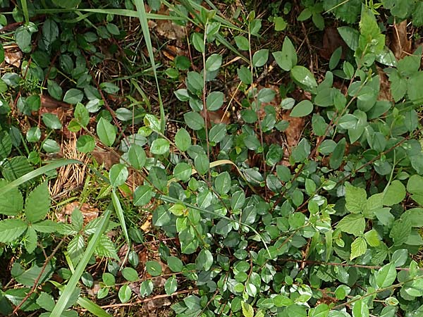 Cotoneaster dielsianus \ Graue Zwergmispel / Chinese Cotoneaster, D Seeheim an der Bergstraße 12.6.2019
