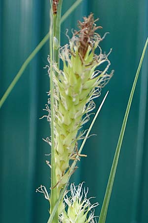 Carex atherodes \ Groe Grannen-Segge / Wheat Sedge, D  2.6.2023