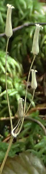 Soldanella montana \ Wald-Soldanelle, Berg-Alpenglckchen / Greater Alpine Clock, D Grafenau 12.8.2024