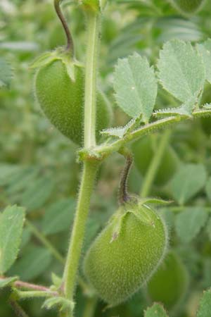 Cicer arietinum \ Kichererbse / Chick-Pea, D Botan. Gar.  Universit.  Mainz 11.7.2009
