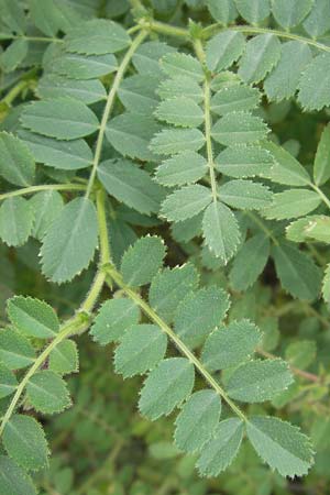 Cicer arietinum \ Kichererbse / Chick-Pea, D Botan. Gar.  Universit.  Mainz 11.7.2009