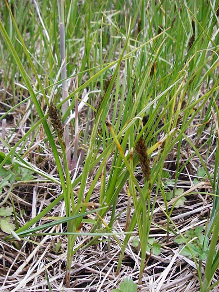 Carex disticha \ Zweizeilige Segge / Brown Sedge, Two-Ranked Sedge, D Münzenberg 25.4.2015