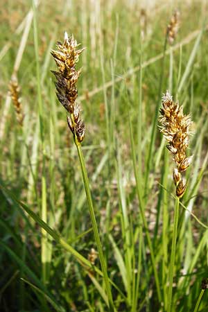 Carex disticha \ Zweizeilige Segge / Brown Sedge, Two-Ranked Sedge, D Karben 2.5.2015