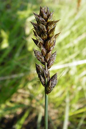 Carex disticha \ Zweizeilige Segge / Brown Sedge, Two-Ranked Sedge, D Karben 2.5.2015