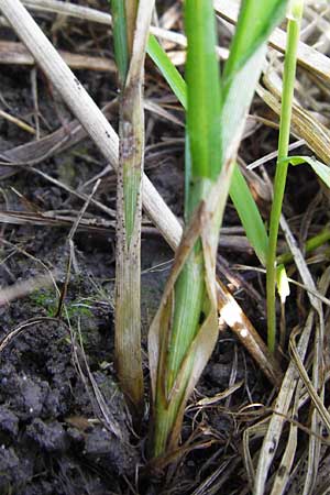 Carex disticha \ Zweizeilige Segge / Brown Sedge, Two-Ranked Sedge, D Karben 2.5.2015