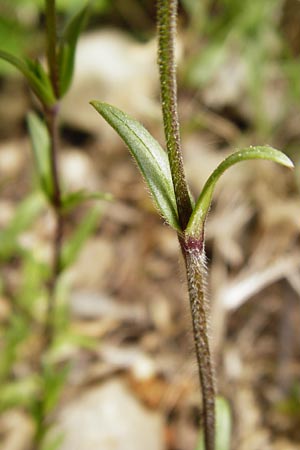 Cerastium arvense \ Acker-Hornkraut / Field Mouse-Ear, D Nüdlingen 9.5.2015
