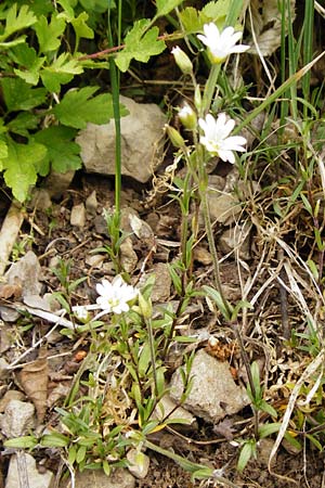 Cerastium arvense \ Acker-Hornkraut / Field Mouse-Ear, D Nüdlingen 9.5.2015