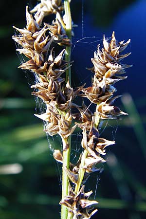 Carex paniculata \ Rispen-Segge / Greater Tussock Sedge, D Eich 30.6.2015