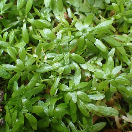 Callitriche obtusangula \ Nussfrchtiger Wasserstern / Blue-Fruited Water Starwort, D Mannheim 17.10.2015