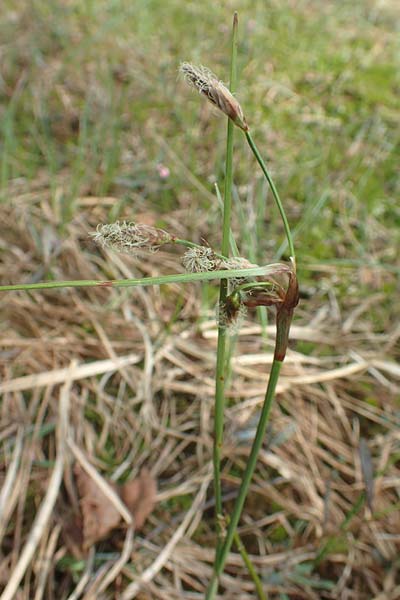 Eriophorum angustifolium \ Schmalblttriges Wollgras / Common Cotton Grass, D Leutkirch 7.5.2016