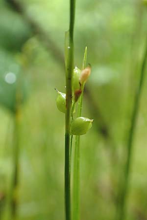 Carex alba \ Weie Segge / White Sedge, D Pfronten 9.6.2016
