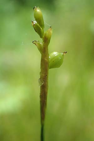 Carex alba \ Weie Segge / White Sedge, D Pfronten 9.6.2016
