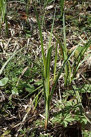 Carex acutiformis \ Sumpf-Segge / Lesser Pond Sedge, D Bensheim 7.4.2018