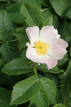 Rosa caesia \ Lederblttrige Rose, Graugrne Rose / Northern Dog Rose, D Breuberg 13.5.2018
