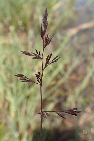 Agrostis stolonifera \ Weies Straugras / Creeping Bentgrass, D Konstanz 6.6.2018